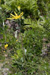 Florida false sunflower